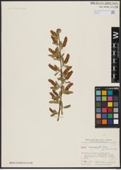 Foto von Salix acmophylla Boiss.